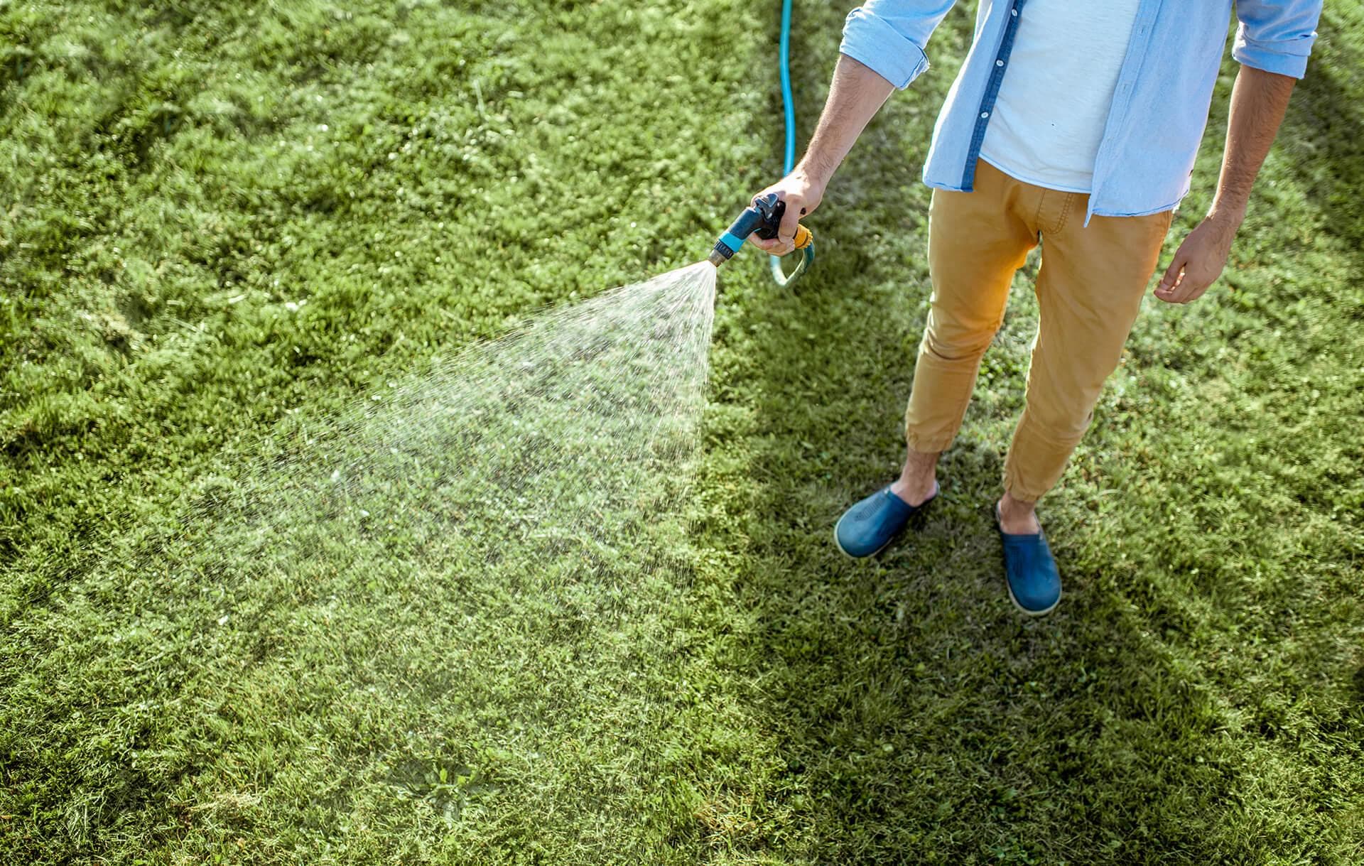 Best Strategies for Growing Grass Seed in the Spring
